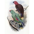 thumbnail image 2 of Gould, John 14x18 White Modern Wood Framed Museum Art Print Titled - Riedels Parrot, 2 of 4