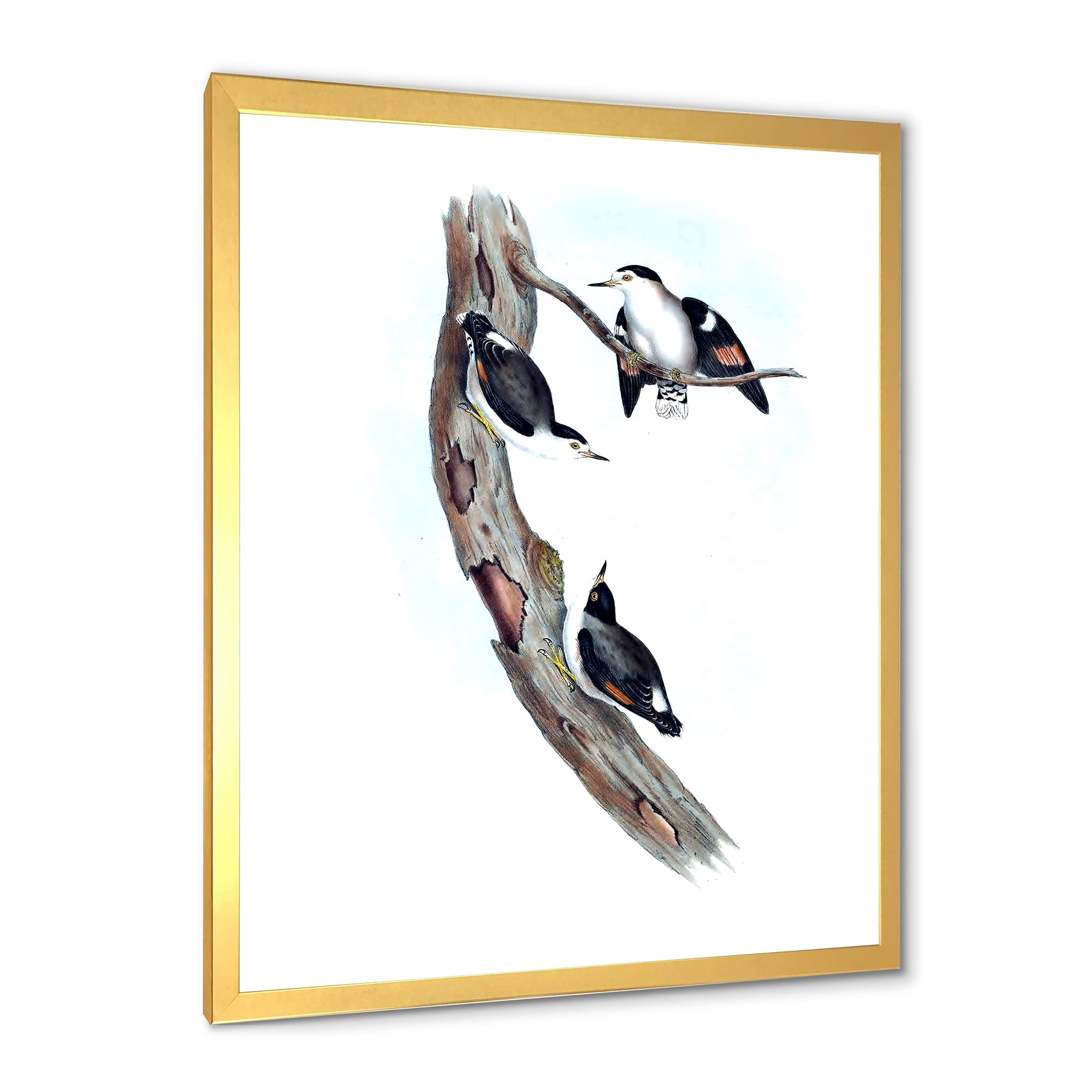 Designart 'Ancient Australian Bird Illustrations I' Traditional Framed Art Print