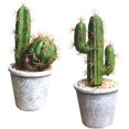 thumbnail image 1 of Suculentas Artificiales Cactus De Imitación MACHAO en Maceta con Piedra y Arena 22 cm, 1 of 1