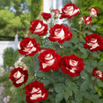 thumbnail image 4 of Rose, Low Maintenance - Easy Grow - Ideal for Beds Borders, Plant Pots & Planters, 4 of 7