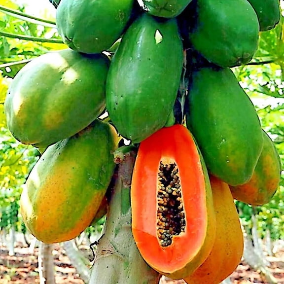 Fruit Seeds for Planting - Garden Fruit Seeds (Papaya - 6 Seeds)