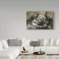 thumbnail image 3 of Trademark Fine Art 'White Tiger Headbutt' Canvas Art by Galloimages Online, 3 of 3