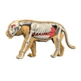 thumbnail image 3 of DOMELAY Animal Body Model Classroom Body Organ Parts for Study Tool Ages 8+ Children 3107, 3 of 9