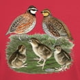 thumbnail image 3 of CafePress - Bobwhite Family Dark T Shirt - Men's Classic Graphic Cotton T-Shirt, 3 of 4