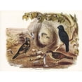 thumbnail image 2 of Gould, John 24x19 Black Modern Framed Museum Art Print Titled - Satin Bower Bird-Ptilonorhynchus holossericeus, 2 of 4