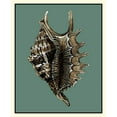 thumbnail image 2 of Vision Studio 12x14 White Modern Wood Framed Museum Art Print Titled - Oceans Treasure V, 2 of 4