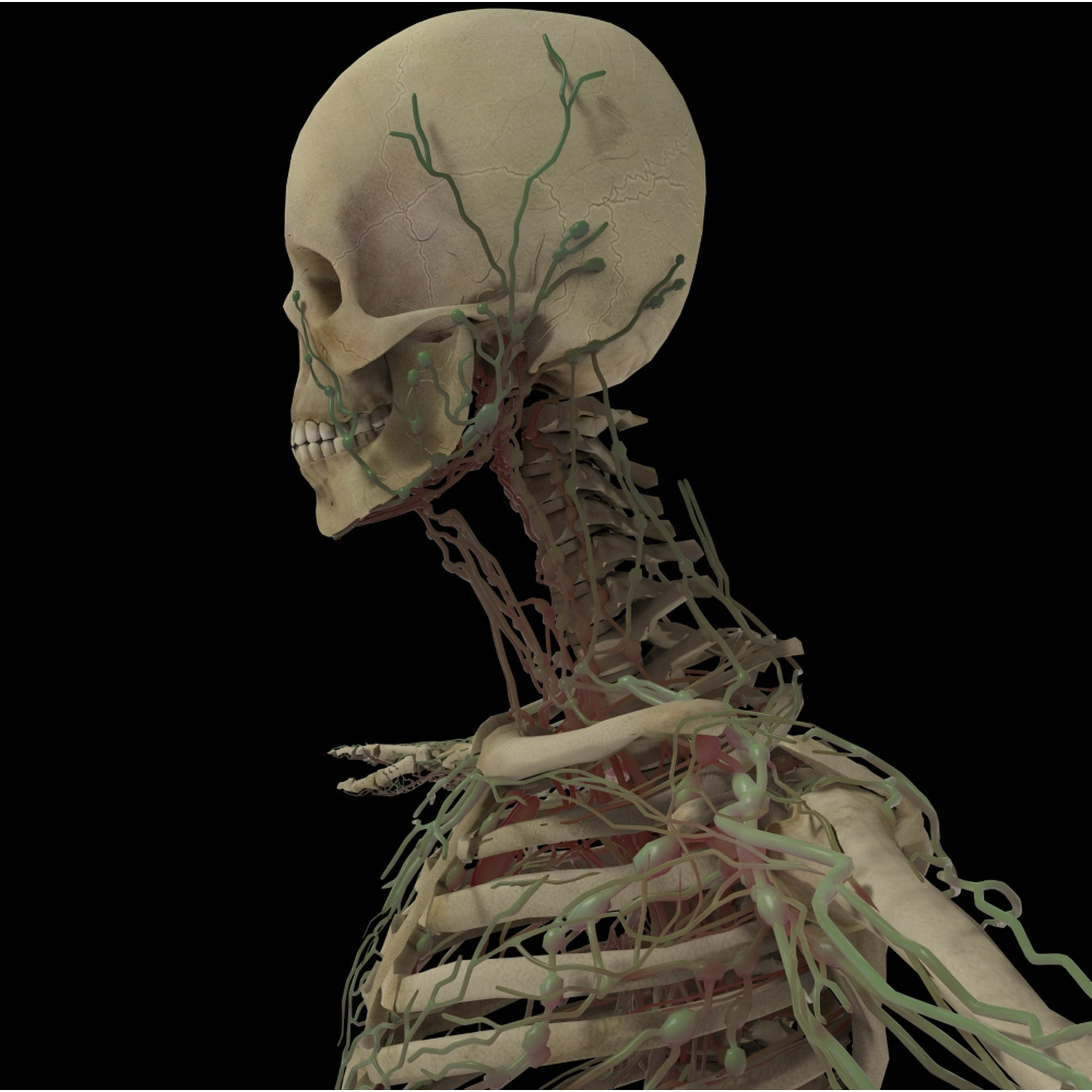 3D rendering of human skull with lymphatic system Canvas Art - Stocktrek Images (29 x 29)