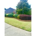 thumbnail image 2 of Premium Long Needle | Pine Straw Mulch | 160 Sqft, 2 of 3
