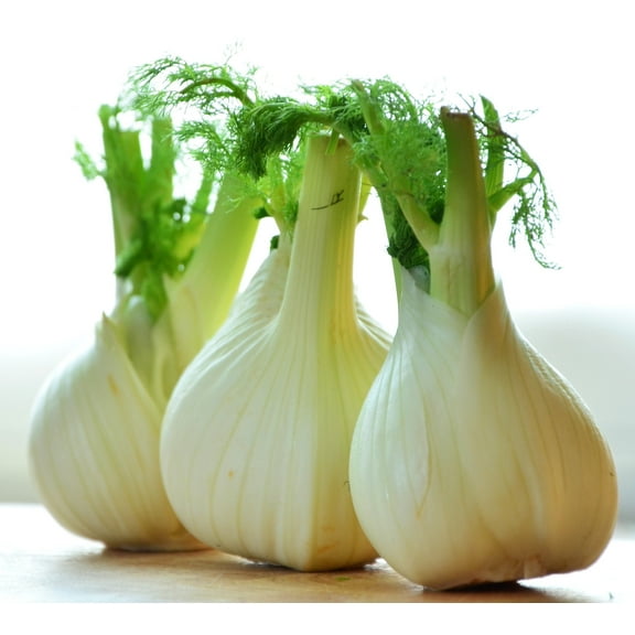 Florence Fennel Herb Seeds/ Perennial/ Full Sun/ 30K Seeds 1/4lb/ Zellajake Farm and Garden- B198