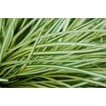 thumbnail image 2 of 3 Carex Evergold-Containers in 4 Inch Size, 2 of 3