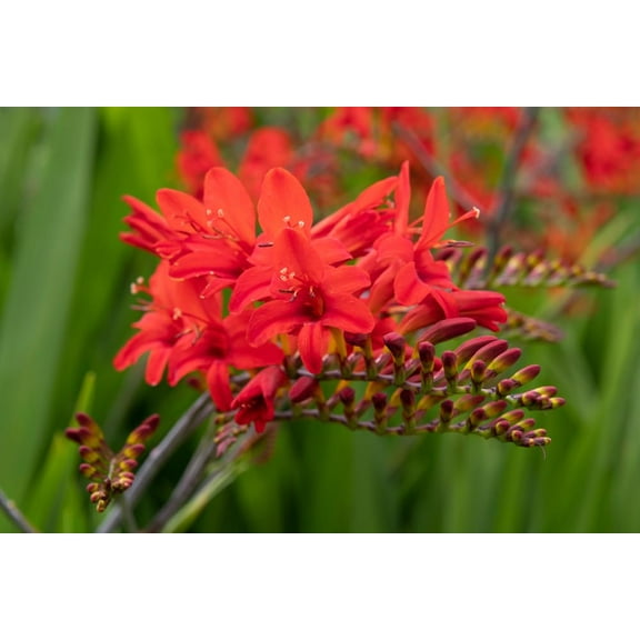 Crocosmia Lucifwre Bulbs for Planting - Great for Hummingbirds, Easy to Grow (10 Bulbs)