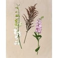 thumbnail image 2 of Wang, Melissa 15x18 Black Ornate Wood Framed with Double Matting Museum Art Print Titled - Pretty Pressed Flowers IV, 2 of 4