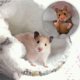 thumbnail image 5 of Casa Colgante para Animales Pequeños CHAO 2 Piezas Nido de Algodón para Hámster, 5 of 5