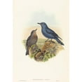 thumbnail image 3 of John Gould 11x14 Black Modern Framed Museum Art Print Titled - Petrocossyphus Cyanus (Blue Rockthrush), 3 of 5