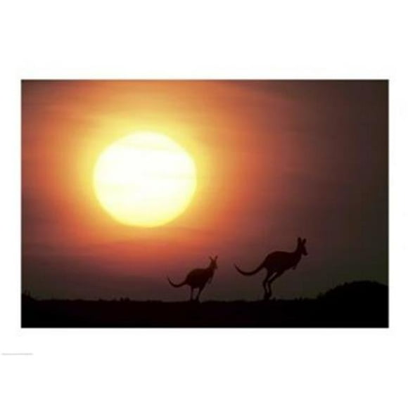 PVT/Superstock SAL152617 Kangourous Australie -24 x 18- Affiche Imprimée
