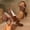 Brown, variant on Womens Chunky Heeled Mules Ciss Cross Square Open Toe Slip On Sandals Summer Evening Party Prom Shoes Orange 6(36)