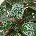 thumbnail image 3 of Purple Waffle Plant - Live Starter Plant in a 2 Inch Pot - Hemigraphis Alternata - Rare and Elegant Indoor Houseplant, 3 of 7