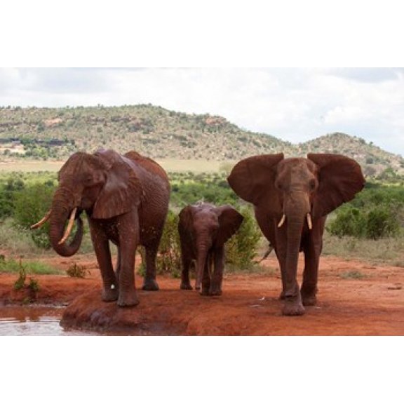 Elephants and baby Tsavo East NP Kenya Canvas Art - Sergio Pitamitz  DanitaDelimont (35 x 23)