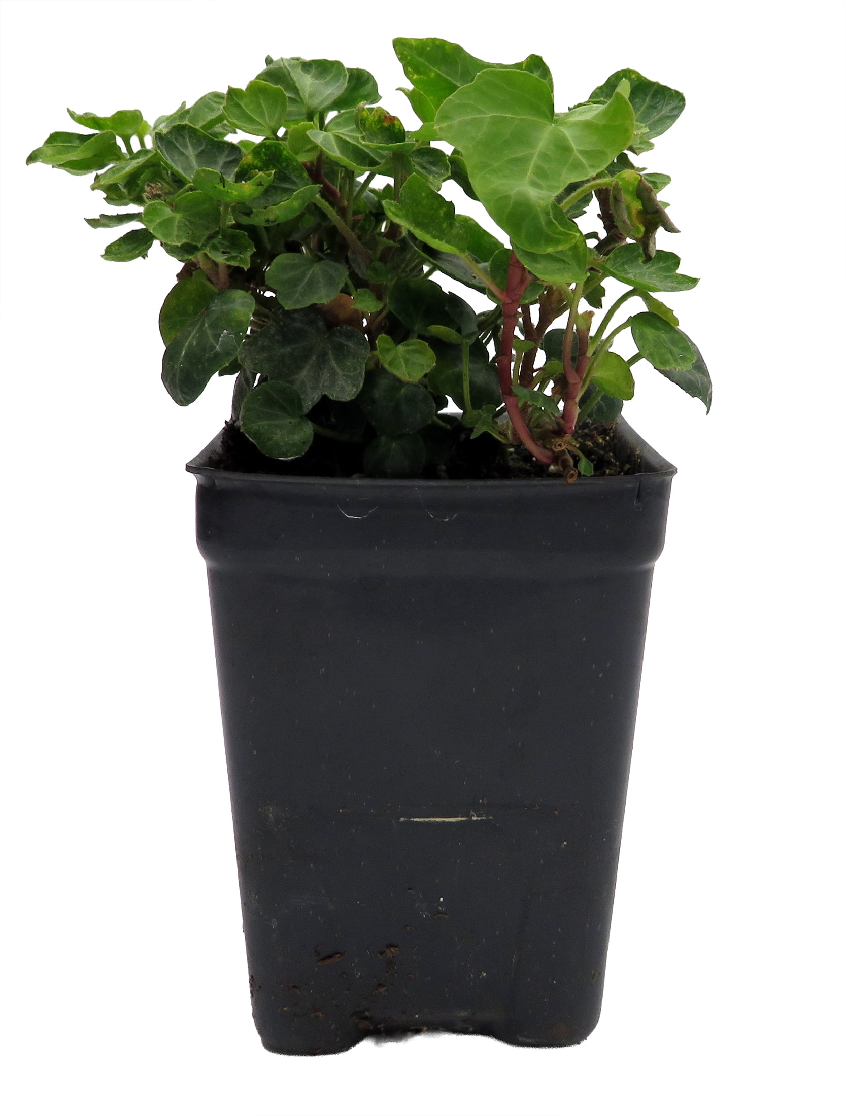 Hirt's Gardens Peter Pan English Ivy 2.5