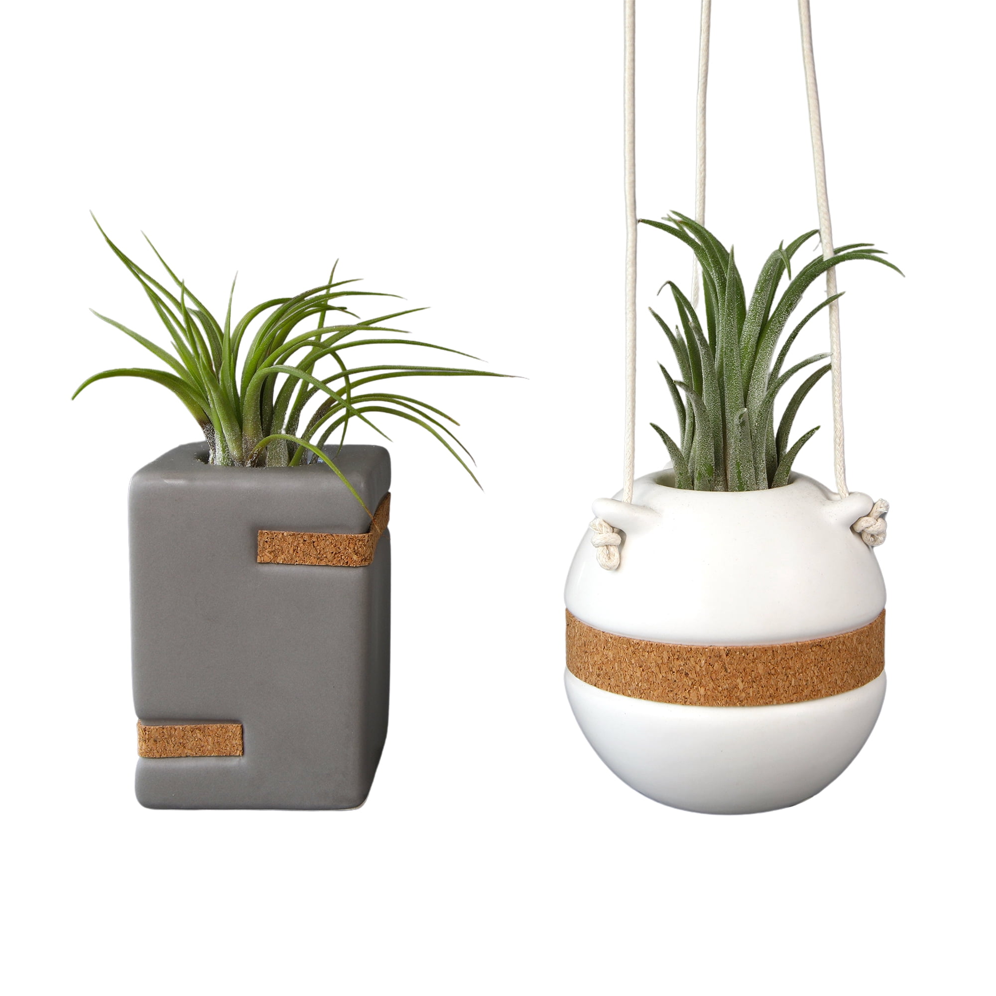 Altman Plants Air Plant Gift (2-pack) Taupe & White Pots, Easy Pet-Safe House Plant Décor