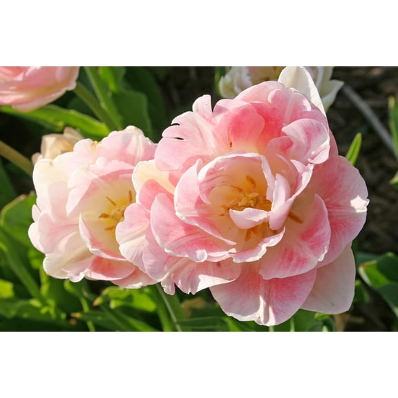 Pink Foxtrot Double Tulip Bulbs for Planting - Easy to Grow Perennial Tulips (10 Bulbs)