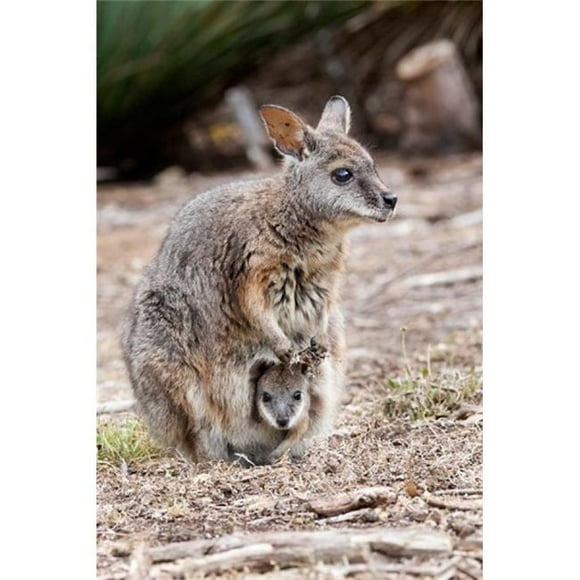 Posterazzi PDDAU01MZW0308 Tammar Wallaby Wildlife Australia Poster Print by Martin Zwick - 19 x 29 in.