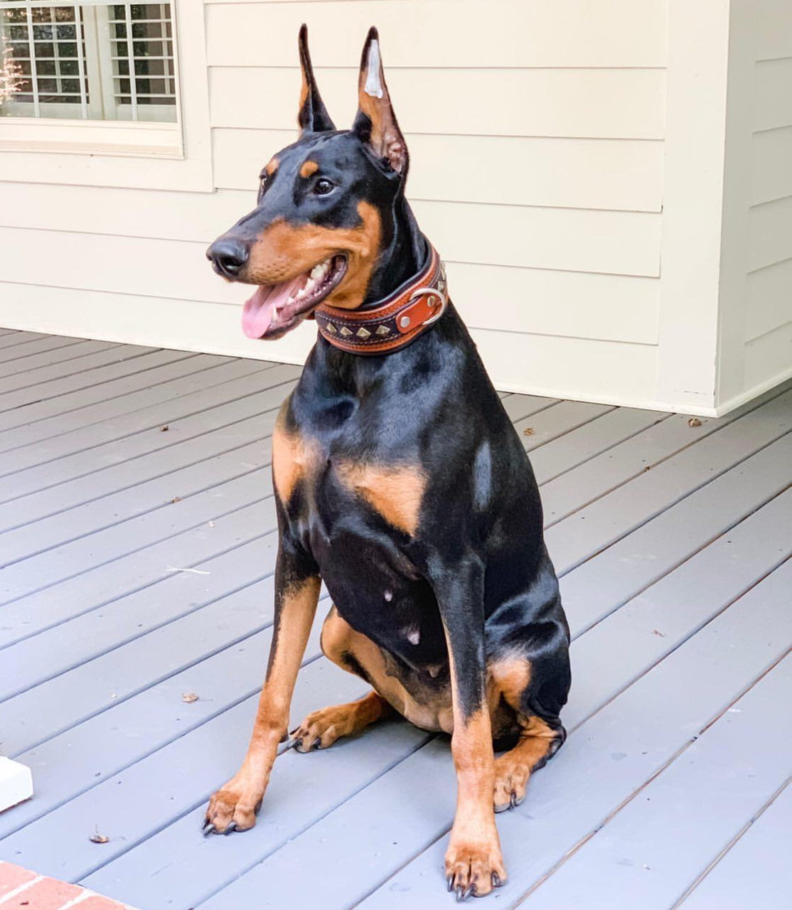 The "Balteus" Brown Leather Dog Collar for Large Dog Breeds