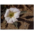 thumbnail image 1 of Flowers Pdphotoh Ceramic Tile Mural Kitchen Backsplash Bathroom Shower 405043-S43, 1 of 3