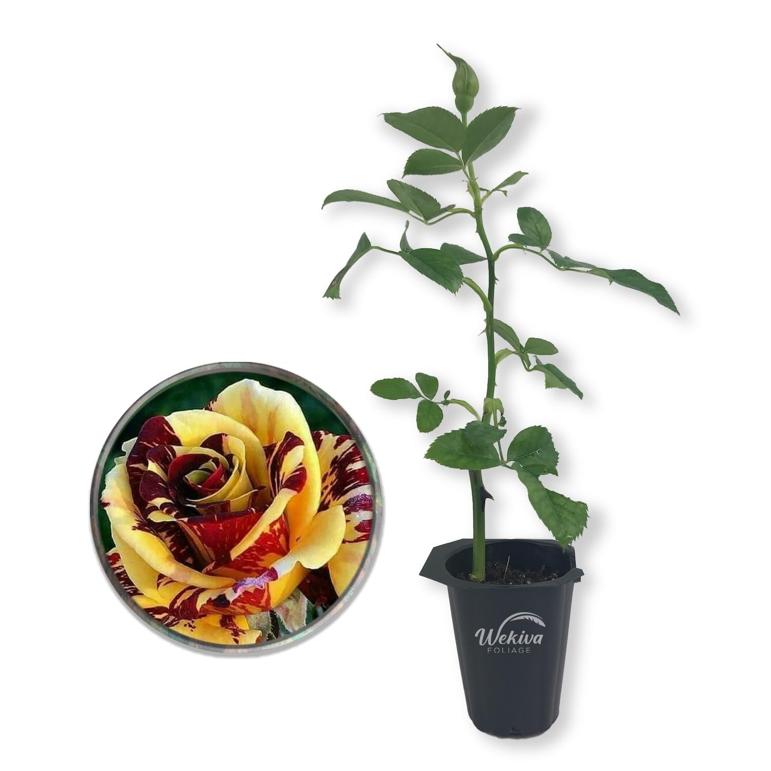 Simsalabim Rose Bush - Live Starter Plant in a 2 Inch Growers Pot - Beautifully Fragrant Hybrid Tea Rose - A Versatile Beauty with Large Blooms