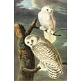 thumbnail image 2 of Art.com Snowy Owl Stretched Canvas Print Wall Art by John James Audubon, 16" x 24", 2 of 4