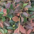 thumbnail image 4 of Loropetalum Ruby  1 Extra Large 3 Gallon Plant  Loropetalum Chinense 'Ruby'  Vibrant Garden Addition  Easy-Grow Foliage, 4 of 8