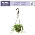thumbnail image 3 of Element by Altman Plants String of Dolphins Succulent (Senecio Peregrinus) 6" Easy Live Plant Hanging Basket, 3 of 7