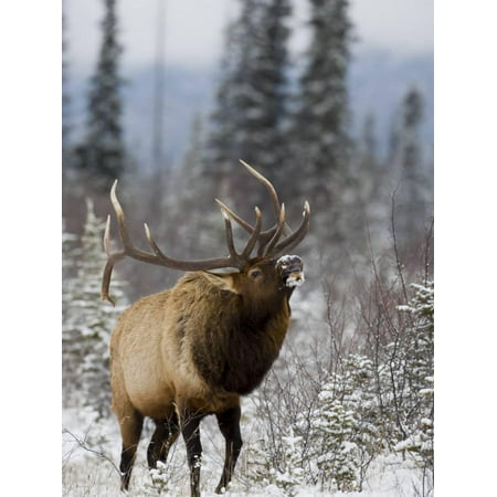 Bull Elk Bugling in the Snow, Jasper National Park, Unesco World Heritage Site, Alberta, Canada Print Wall Art By James
