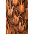 thumbnail image 2 of Mahan, Kathy 23x32 Black Ornate Wood Framed with Double Matting Museum Art Print Titled - Pine Cone IV, 2 of 4