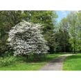 thumbnail image 3 of 10 Seeds American WHITE FLOWERING DOGWOOD Small Tree Cornus Florida Seeds, 3 of 7