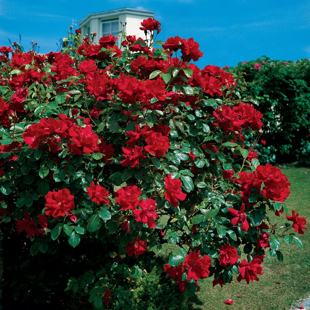 Hirt's Gardens Climbing Don Juan Rose