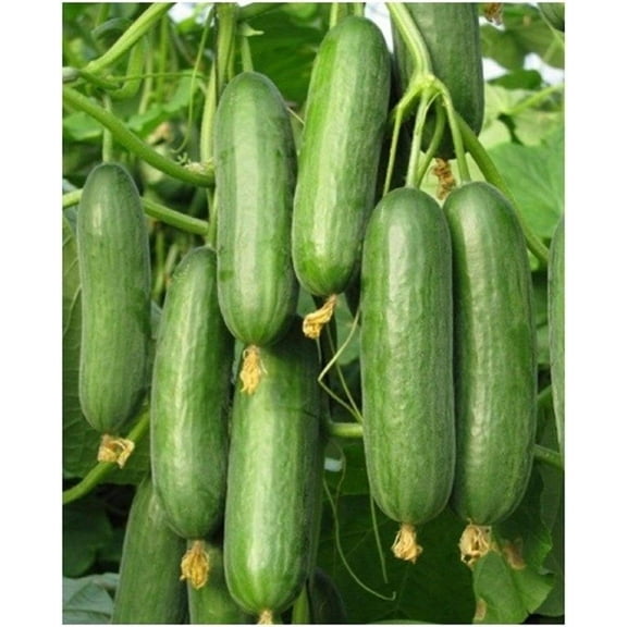 PROXIMUS Hybrid Greenhouse Beit Alpha Cucumber Seeds (25 Seeds)