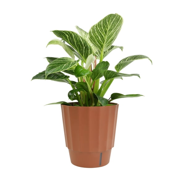 Element by Altman Plants 6in Philodendron Plant in H20 Self Watering Pot