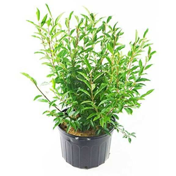 Lynwood Gold Forsythia