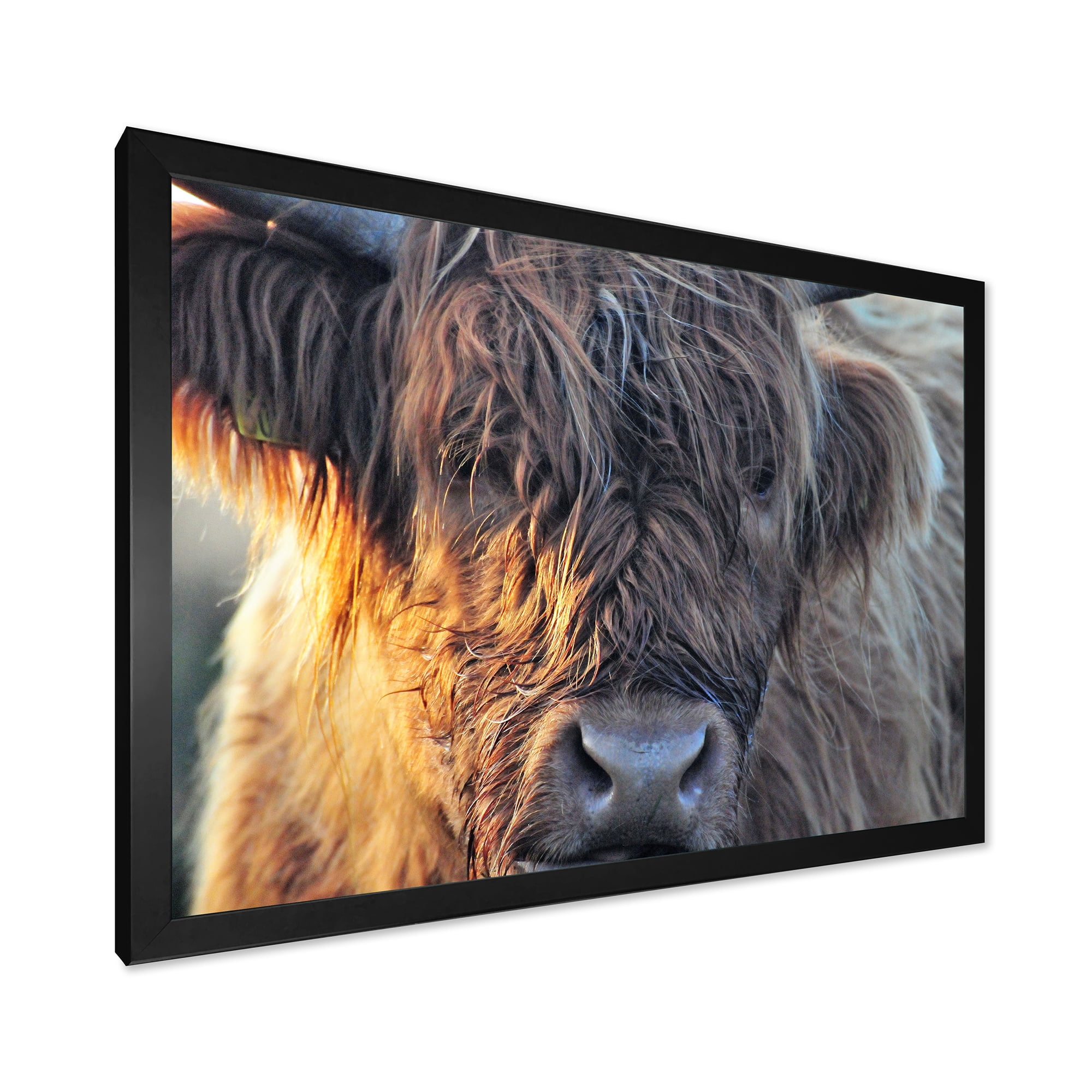 Designart 'Close Up Of Scottish Cow On Moorland III' Farmhouse Framed Art Print