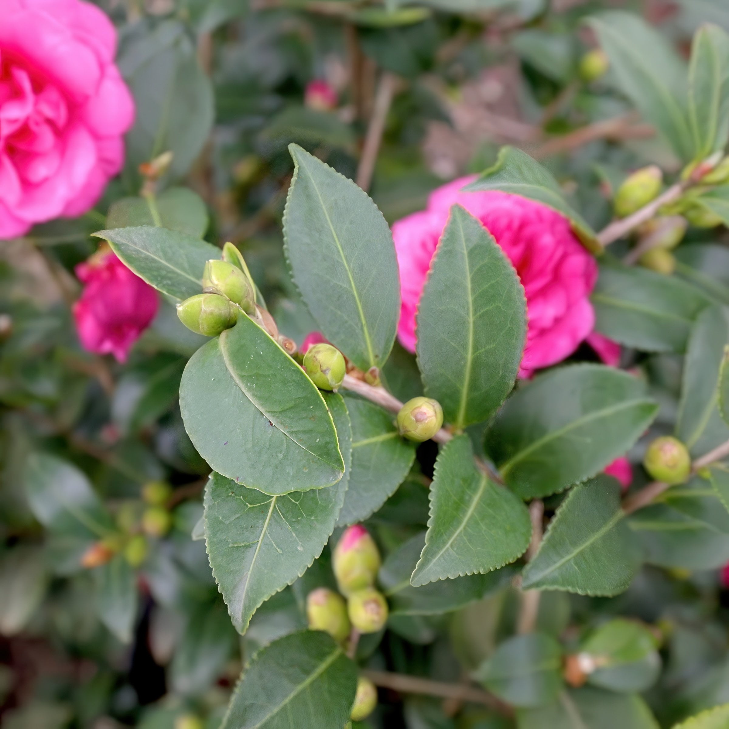 National Plant Network 1 gal. Camellia Sasanqua Alabama Beauty Shrub