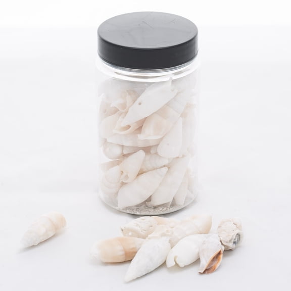 Richland Conch Vase Filler Set of 12