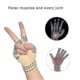 thumbnail image 2 of Anti-arthritis Gloves With Magnets, Rheumatoid Hand Pain Health Compression Therapy, Soothes Sore Hands (skin Colors), 2 of 4