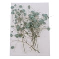 thumbnail image 2 of segolike Natural Dried Real Babysbreath Flower Set Assorted Colorful For Art Glass Crafts Green, 2 of 9