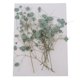 thumbnail image 2 of Conjunto de flores de aliento de bebé naturales y secas, surtidas y coloridas para manualidades de vidrio. Verde, 2 of 9
