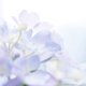 thumbnail image 2 of Esencia de Perfume Musk China Etivel sin Alcohol 10 ml, 2 of 7