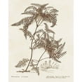 thumbnail image 2 of Unknown 26x32 White Modern Wood Framed Museum Art Print Titled - Sepia Fern Varieties III, 2 of 4