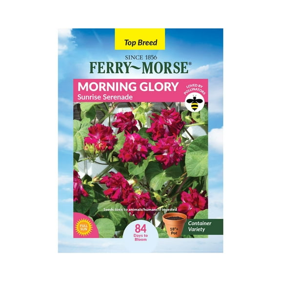 Ferry-Morse 500MG Morning Glory Sunrise Serenade Annual Flower Seeds, Full Sun