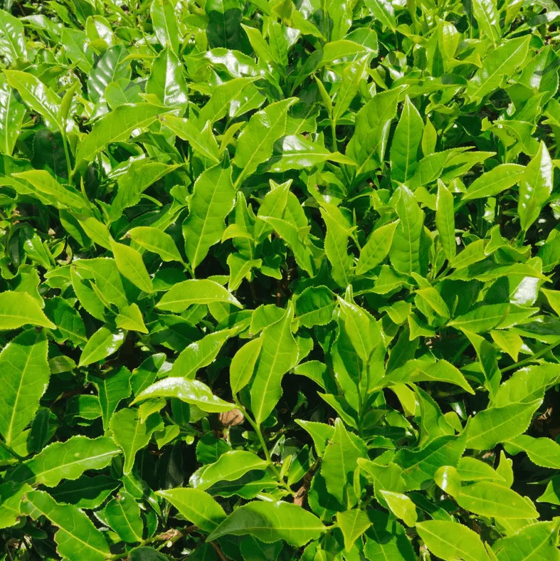 Camellia Sinensis Live Tea Plant 4-8 Inch Tall, Green Tea Starter Plant, Evergreen Herbal Plant for Indoor & Outdoor Garden