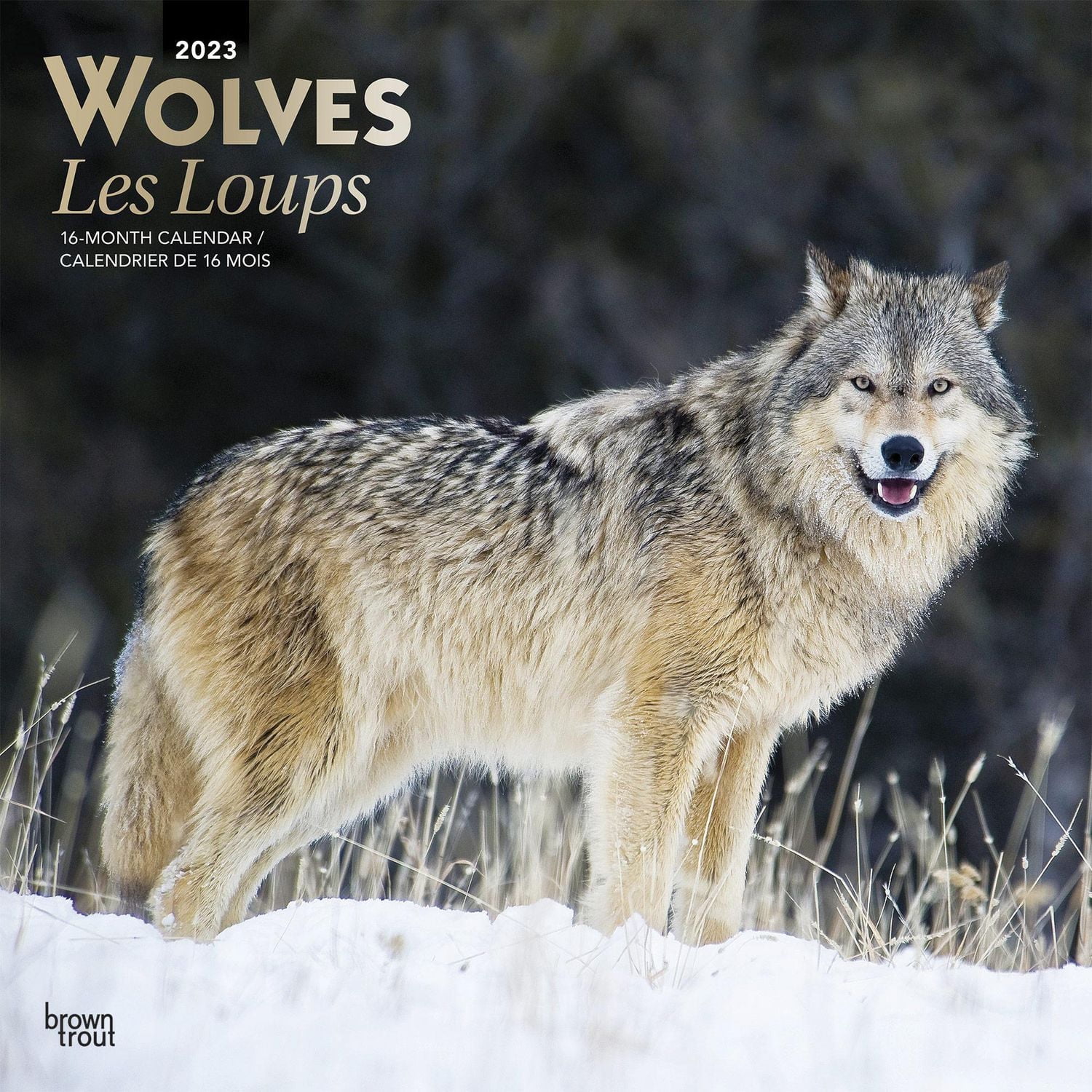 Wolves | Les Loups | 2023 12x24 Inch Square Wall Calendar